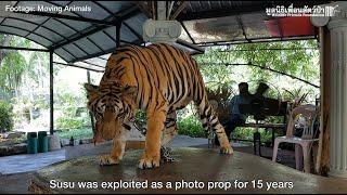 Phuket Zoo Tiger and Bear Rescue