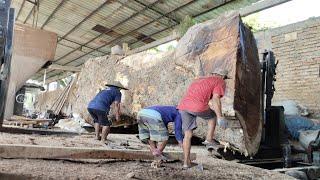 600 million Large trembesi wood ordered by British officials as furniture material