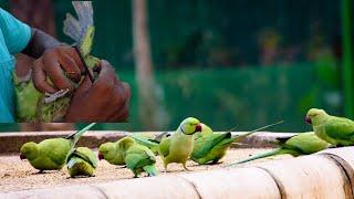 Parrot trapping tricks Parrot trap . how to catch parrot#mithu #tota #parrot