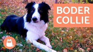 BORDER COLLIE - El perro más INTELIGENTE del mundo