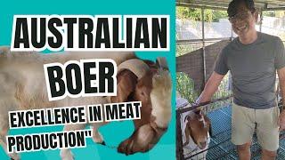 The Australian Boer Goat Excellence in Meat Production #how #goat