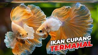 IKAN CUPANG TERMAHAL 2022 Ikan Hias TERCANTIK