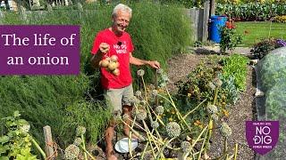 Onions from seed Then ten onions planted a year later to grow more seeds Charles Dowding