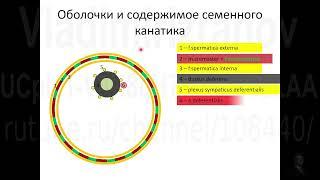 Общая анатомия органов мошонки. Запись  2022 12 23 13 07 04