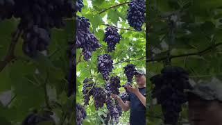 Fresh Grapes  please subscribe to my channel for more videos 