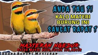 SUARA BURUNG TEMBAKAN RAPAT  MATERI NGEDUR RAPAT Untuk Masteran Murai batu Cucak ijo Kacer