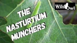 The Nasturtium Munchers