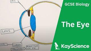 Structure of The Eye - GCSE Biology  kayscience.com