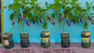 Great tips Recycle water cans Grow Eggplant at home with many Fruits and high yield