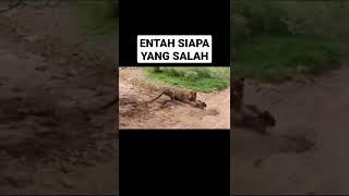 akibat membangunkan harimau yang sedang tidur #short #harimauvsanjing#anjingserangharimau