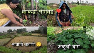 गावाकडच्या काकड्या कशा लावतात ? ताईने केली तोवशी लागवड । cucumber cultivation  Kokankar Avinash