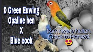 D Green Euwing Opaline x blue chick to harvest