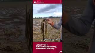 Petani di Pinrang Gagal Panen Usai Sawah Terendam Banjir #shortsnews