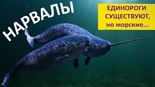 НАРВАЛЫ. Единороги существуют но морские Наталья Носова