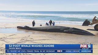 52-Foot Whale Washes Up On Pacific Beach In San Diego