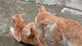 Kucing Kawin Mating Cat #cats matingcats #catslover #pecintakucing #kucing