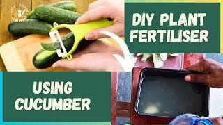 DIY Plant Fertiliser Using Cucumber  Plant Care 101 indoor and outdoor Plant