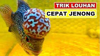 Perawatan Ikan Louhan Agar Cepat Jenong