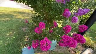 Walk and view of flowers & plants in yard Sun June 9 2024 #200