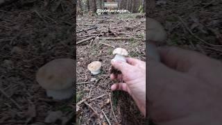 Porcino Cep Penny bun King Bolete #shorts #new #nature #viral #wood #forest #trending #mushroom