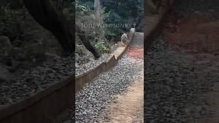 God Saved Tourist  Tiger Charge at Gypsy in Ranthambore #shorts #joju_wildjunket #tiger