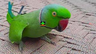 Funny And Active Ringneck Parrot Talking On Charpai