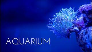 Aquarium  Underwater World  Ambient music