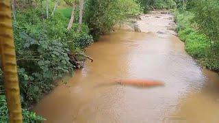 LOKASI DITEMUKANNYA IKAN MAS MERAH YANG DIRASUKI MAHLUK GHOIB