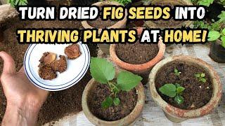 How to Turn Dried Fig Seeds into Thriving Plants at Home#figs #gardening #gardeningtips #seeds