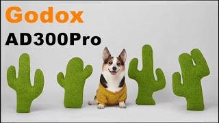 Godox AD300pro Puppy Photography