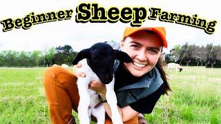 SHEEP FARMING FOR BEGINNERS  What I Wish We Knew Before Starting a Sheep Farm