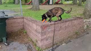 Agility Is Good For Dutch Shepherds