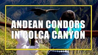 Andean Condors in Colca Canyon Peru