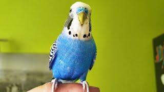 Singing Budgie - Happy Song  Most Beautiful Budgie Songs Ever  Parakeets Chirping Sounds HDR10 #2