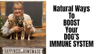 Boost Your Dogs Immune System Naturally 5 Proven Tips