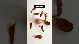  HOW TO GROW AN AVOCADO PLANT FROM SEED Bag Sprouting Method eco-friendly  #avocado