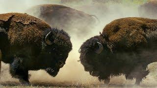 Bison Fight for Mating Rights  BBC Earth