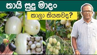 අලුත්ම තායි සුදු මාදං  White Jamun Tree  Ceylon Agri  Episode 406