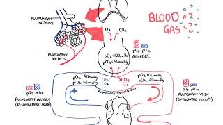 Blood Gases O2 CO2 and ABG