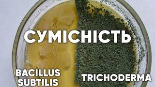 Сумісність Bacillus subtilis та Trichoderma. Фунгіциди Фітодоктор і Триходермін в одній суміші.