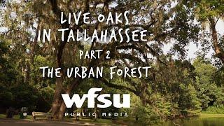 Live Oaks in Tallahassee Part 2  The Urban Forest