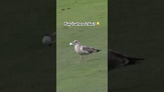 Pebble Beach seagulls just want to help 