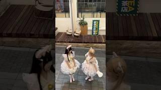 cat lolita matching best friends #egl #cat #douyin #fashion #fashionstyle #jfashion #kawaii