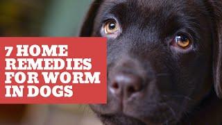 7 home remedies for worms in dogs