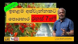 Ep 31. නිවසේ බැහැරකරන අපද්‍රව්‍ය වලින් ගෙවත්තේ අස්වැන්න වැඩිකරගන්නා රහස්  From wastes to treasures