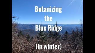 Botanizing the Blue Ridge in winter