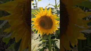 Sunflower Field #sunflower #sunflowerfields