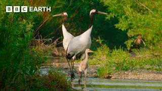 A Journey Through Japan  4K UHD  BBC Earth