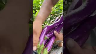 Eggplant Harvest Fresh From Farm #satisfying #shot