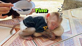 Baby monkey Tina fell asleep while waiting for her mother to cook black beans